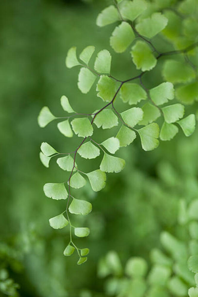 A single in-focus branch of a maidenhair fern against an out-of-focus forest background.