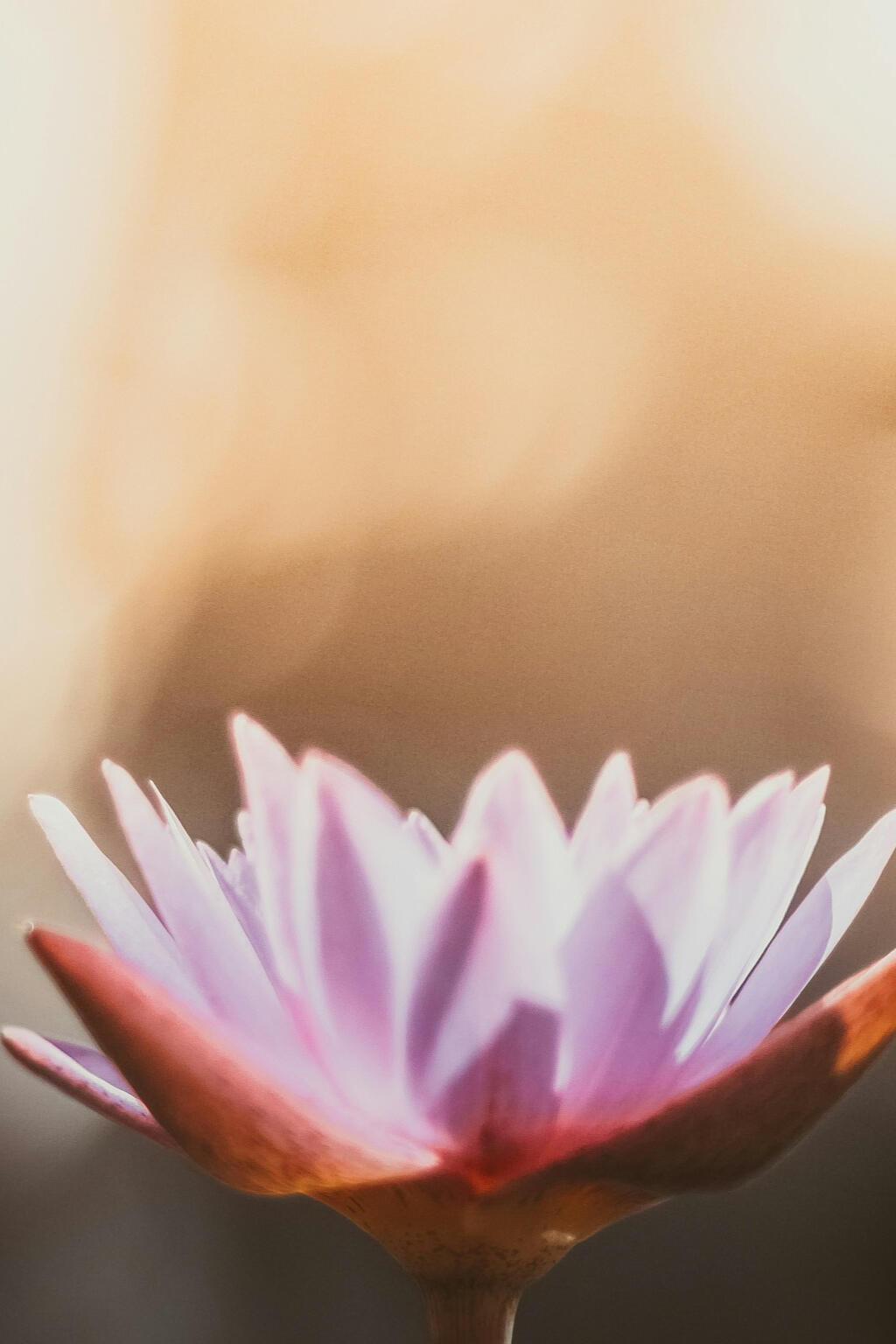 Cork yoga blocks resting on a light teal yoga mat on a softly lit bamboo studio floor.