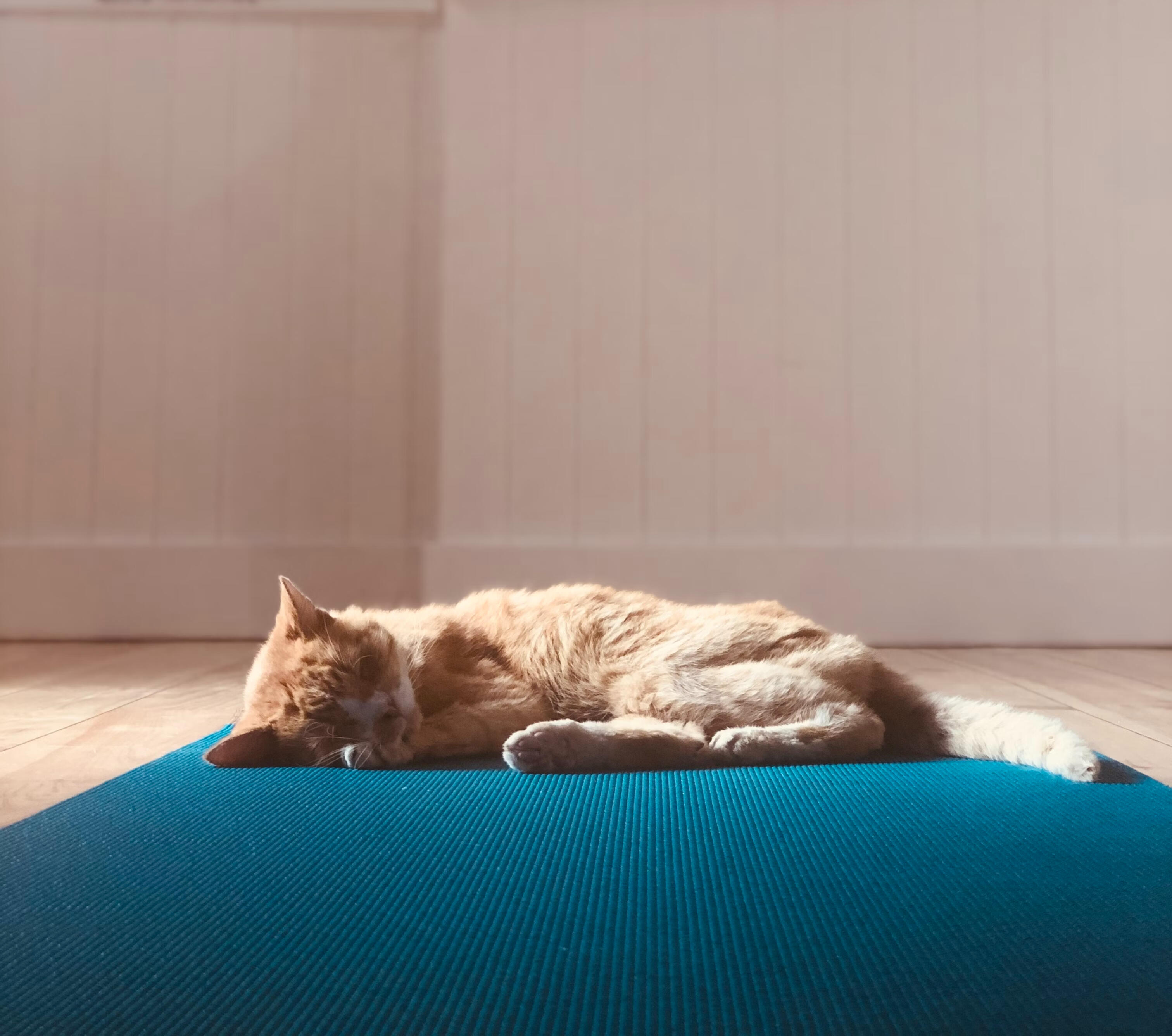 Clay sculpture of Patañjali author of Yoga Sutra seated in full lotus, hands in meditation Mudra, eyes lowered, with a multi-serpent hood rising behind him representing the many tools of yoga.